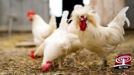 الفلسطينيون على موعد مع ارتفاع اسعار الدجاج