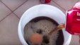 بالفيديو .. ما يحدث عند وضع بيضة فى مياه غازية لمدة عام تجربة غريبة بكل المقاييس