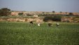 غزة: الاحتلال يستهدف المزارعين ورعاة الأغنام