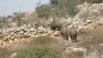 وادي الأردن- قطعان من الخنازير الإسرائيلية تلحق أضرارا بالزراعة