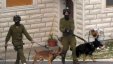  كلاب المستوطنين تهاجم مواطنا في دير استيا 