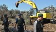 الاحتلال يبدأ باقتلاع 2000 شجرة زيتون شرق قلقيلية