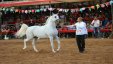 نتائج بطولة فلسطين الثامنة لجمال الخيول العربية الأصيلة