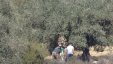 مستوطنون يسرقون ثمار مئات اشجار الزيتون شرق نابلس