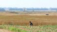 الاحتلال يرش مبيدات سامة على أراضي المزارعين شمال غزة