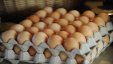 إتلاف 10 آلاف بيضة في تل أبيب