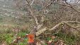 مستوطنون يقتلعون 170 شجرة زيتون معمرة شرق سلفيت
