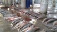 بالصور: عشرات اسماك القرش تهاجم شواطيء سوريا 