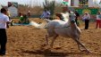 اختتام بطولة فلسطين لجمال الخيول الأصيلة بنجاح