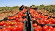 وزارة الزراعة: انخفاض أسعار البندورة خلال الأسبوعين القادمين