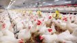 الزراعة: الدجاج سيكون كافيا في رمضان..وتجار يتوقعون صعود أسعاره