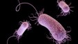 دراسة تحدد بكتيريا أمعاء 