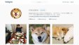 فيديو ... كلب ياباني يحقق 2.2 مليون متابعة على انستغرام ... والسبب