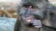 فيديو- كيف تنظف القردة أسنانها؟