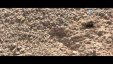 كيف يُدفن النمل؟(فيديو)...سبحان الله