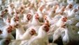 مطالبات بمنع دخول الدجاج الاسرائيلي المصاب بفيروس السالامونيلا الى الاراضي الفلسطينية