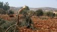 مستوطنون يقطعون أشتال زيتون ويرشون المزروعات بالمبيدات السامة شرق يطا