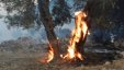 مستوطنون يحرقون أشجار زيتون قرب حاجز حوارة جنوب نابلس