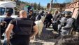 الاحتلال يحتجز حمارا في القدس