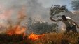 مستوطنون يحرقون أشجار زيتون معمرة في تل الرميدة بالخليل
