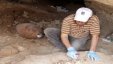  ضبط 120 قطعة أثرية بحوزة تاجر آثار في الخليل 