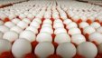 مصادرة 9000 بيضة بدعوى تهريبها الى اسرائيل
