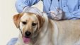 الصحة: لا اصابات بداء الكلب في فلسطين