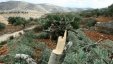 الاحتلال يقتلع 100 شجرة زيتون معمرة شرق الخليل