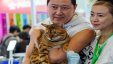 رحلات بحرية للقطط المدللة في سنغافورة